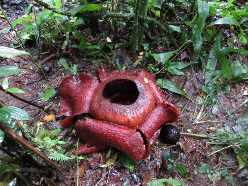 Die Rafflesia in den Cameron Highlands