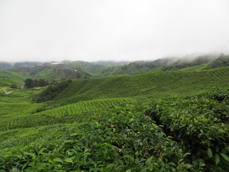 Teeplantagen in den Cameron Highlands