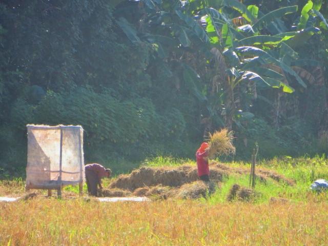 Felder bearbeiten in Borneo