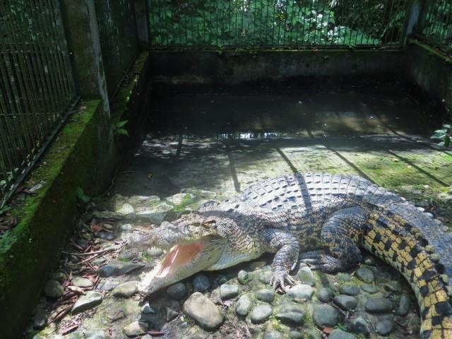 Krokodil in einem ultrakleinen Gehege