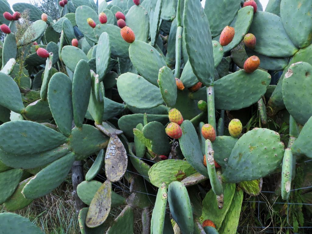 Kaktusfeigen aus denen wir Marmelade hergestellt haben