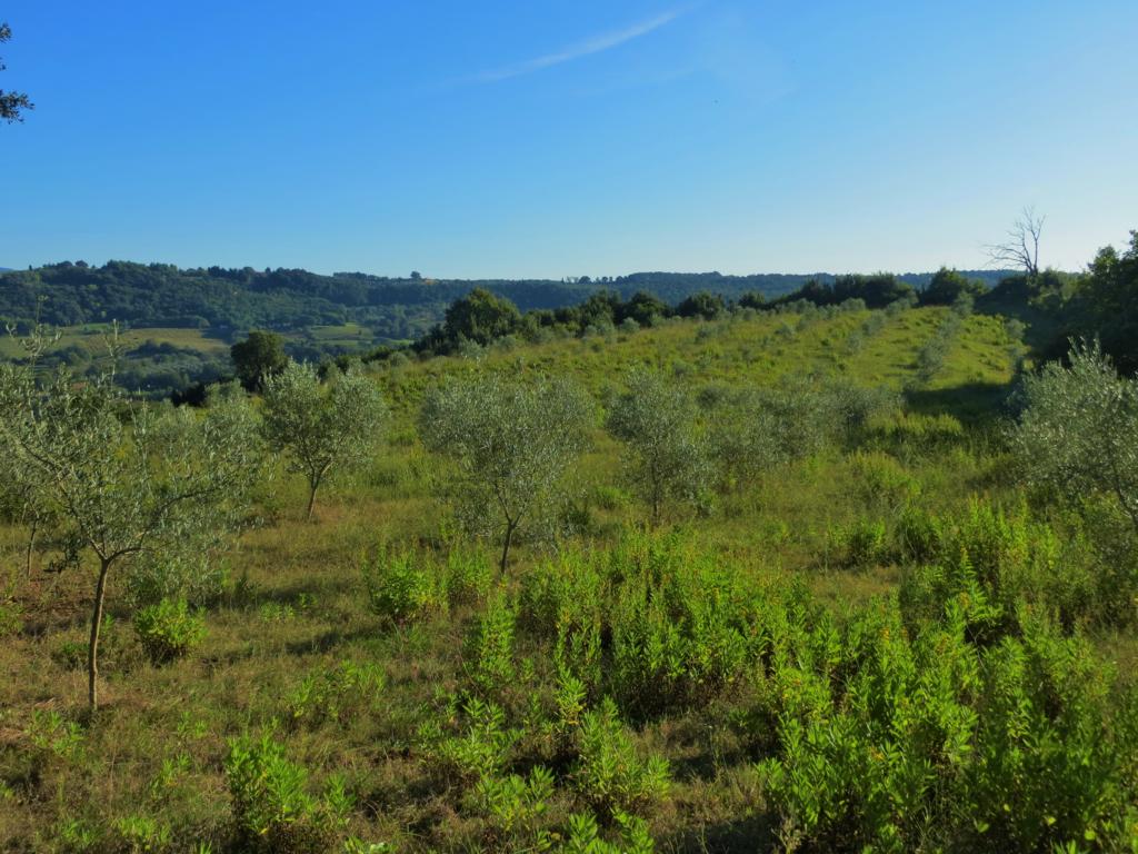 Olivenhain in der idyllischen Umgebung der Toskana