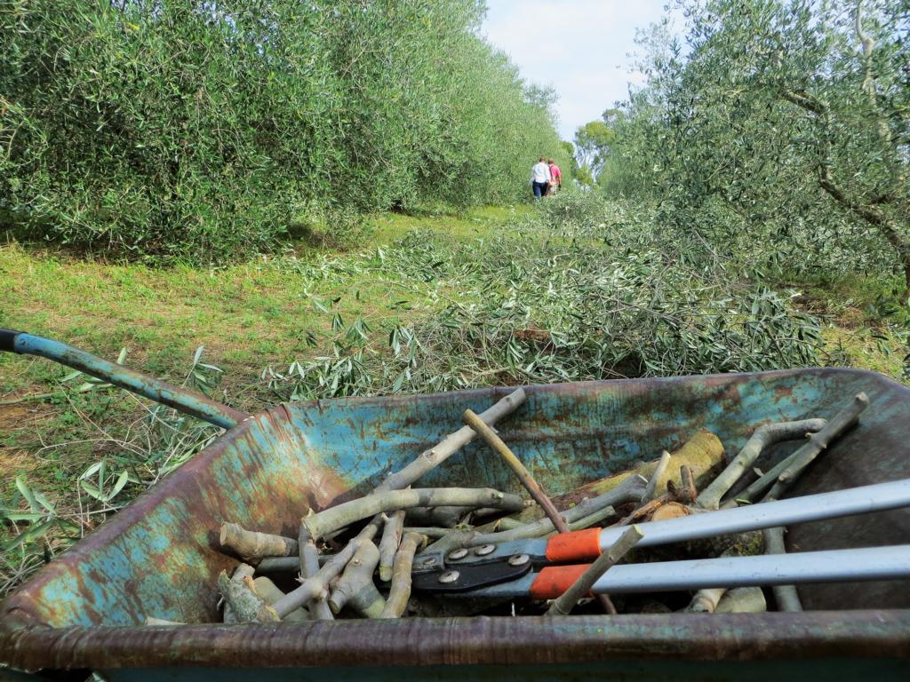 Wwoofing in Italien: Die Olivenernte ist nur eine von vielen Möglichkeiten.