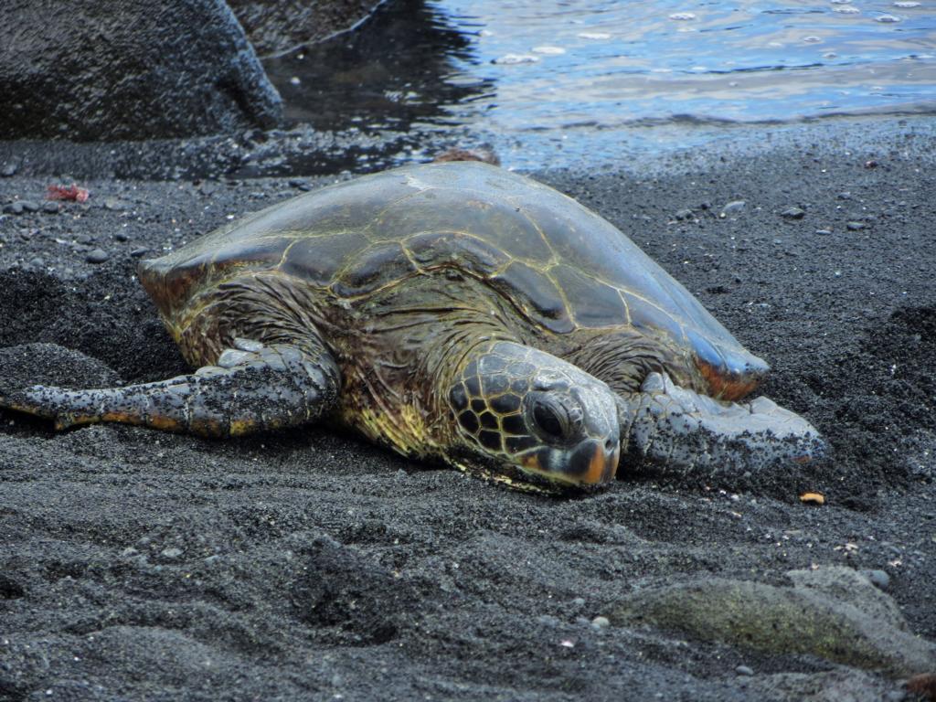 Schildkröte am Black Sand Beach auf Big Island