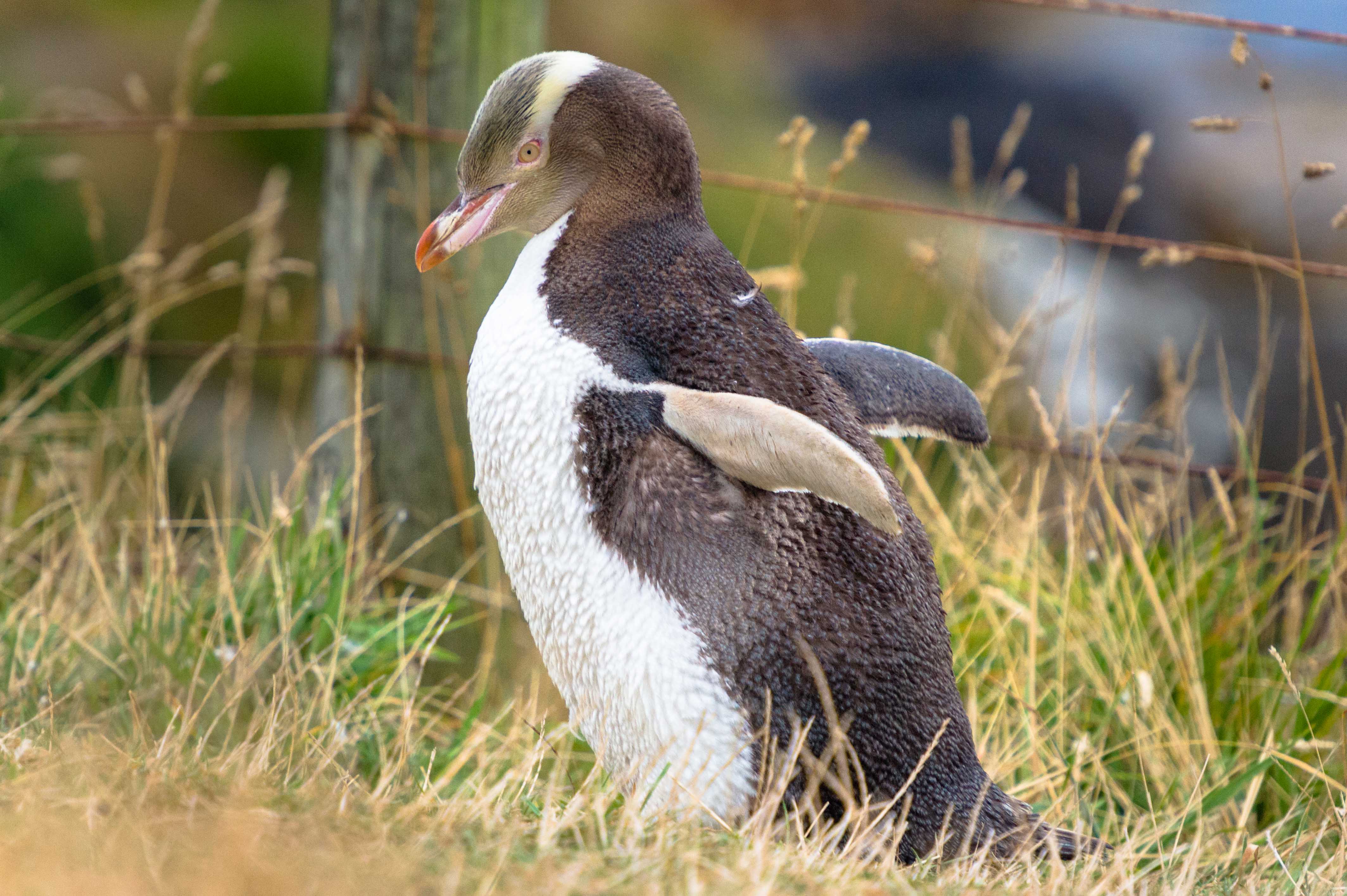 Pinguin in Neuseeland. Bild: Tanja von Reiseaufnahmen