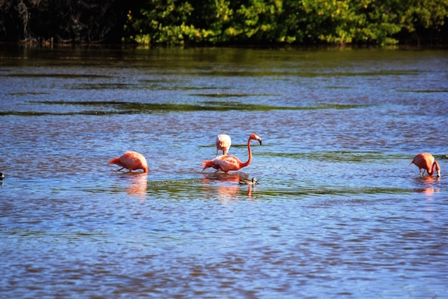 Flamingos auf Kuba.
